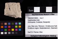 Foto (Objket + Etiketten) von Galatheoidea indet. 